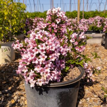 Pink Poppet Weigela