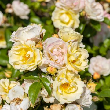 Popcorn Drift® Rose