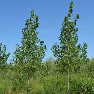 Siouxland Poplar