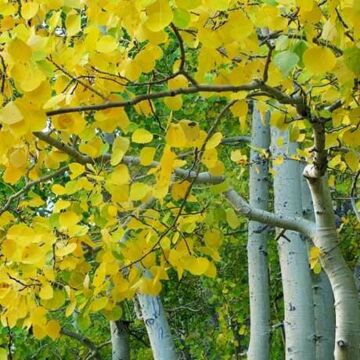 Quaking Aspen (Clump)