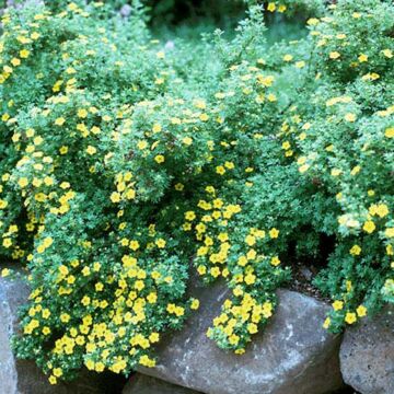 Gold Drop Potentilla