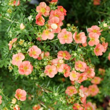 Happy Face® Orange Potentilla closeup