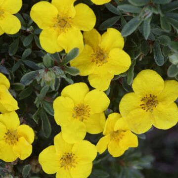 Happy Face Potentilla Closeup