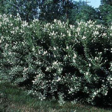 Cheyenne Privet