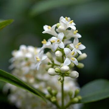 Lodense Privet