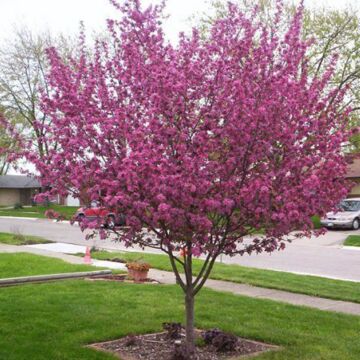 Purple Prince Crabapple