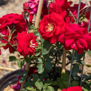 Ramblin' Red Climbing Rose