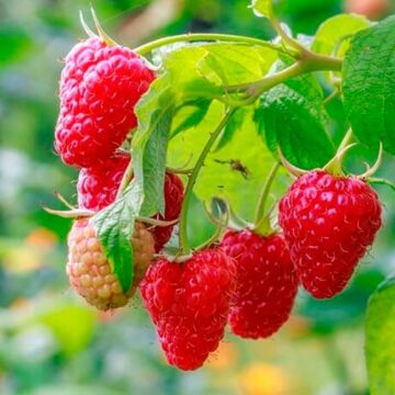 Latham Raspberry