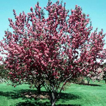 Red Barron Crabapple