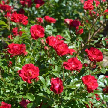 Red Drift® Rose