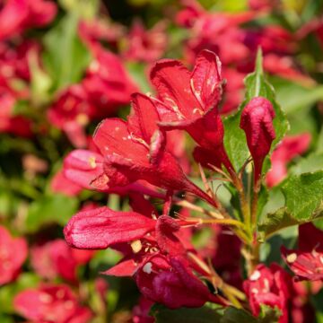 Red Prince Weigela