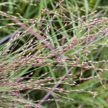 Red Flame Red Switchgrass