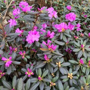 P.J.M. Rhododendron