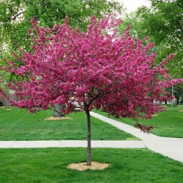 Royal Raindrops® Crabapple