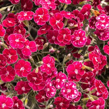 Mountain Frost™ Ruby Glitter Dianthus