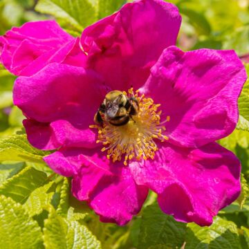 Rugosa Rose