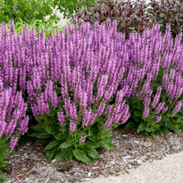 Back to the Fuchsia Salvia