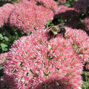 Autumn Joy Sedum