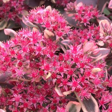 SunSparkler® Dream Dazzler Sedum