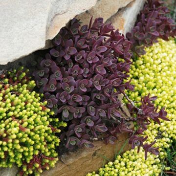 SunSparkler® Firecracker Sedum