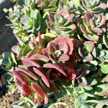 SunSparkler® Lime Zinger Sedum