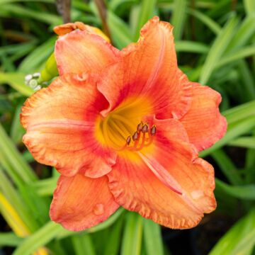 South Seas Daylily