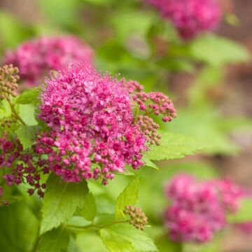 Double Play® Big Bang® Spirea