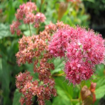 Froebel Spirea