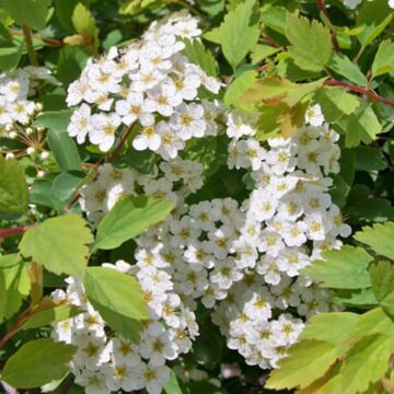 Renaissance Spirea