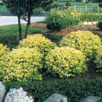 Goldmound Spirea mass planting