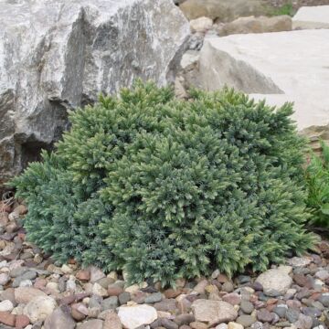 Blue Star Juniper