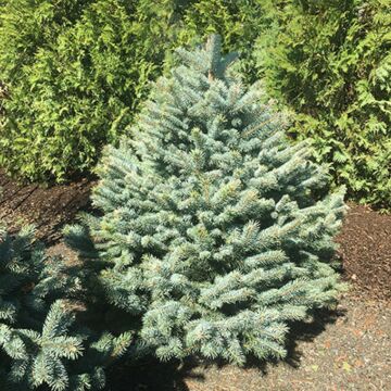 Baby Blue Spruce