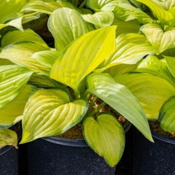 Stained Glass Hosta