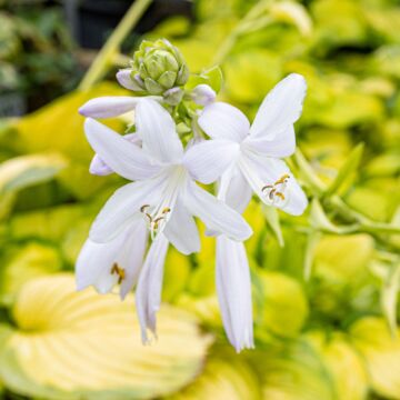 Stained Glass Hosta