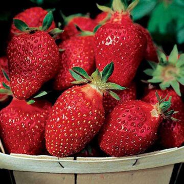 Fort Laramie Strawberry