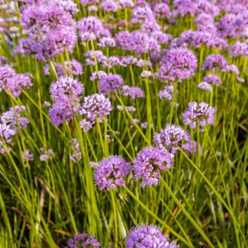 Summer Beauty Allium