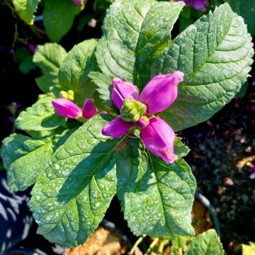 Hot Lips Turtlehead