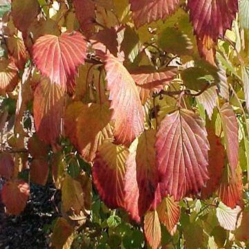 Autumn Jazz® Viburnum