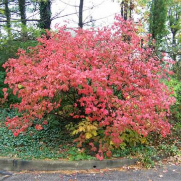 Korean Spice Viburnum