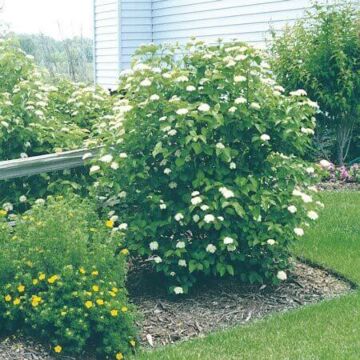 Arrowwood Viburnum