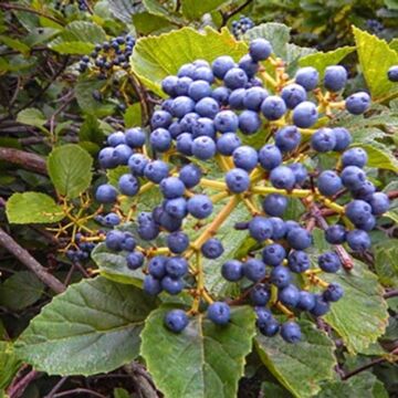 Little Joe Viburnum