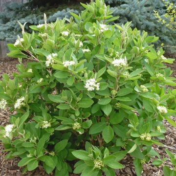 Mini Man™ Manchurian Viburnum