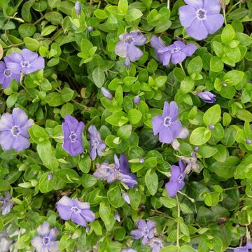 Bowles Periwinkle