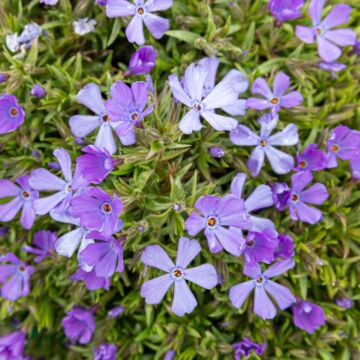 Violet Pinwheels Creeping Phlox