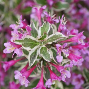 My Monet Purple Effect™ Weigela