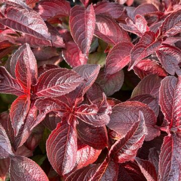 Midnight Sun™ Weigela