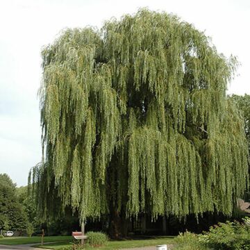 Niobe Weeping Willow