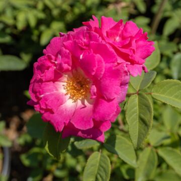 Zephirine Drouhin Rose