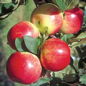 Semi-Dwarf Zestar!® Apple