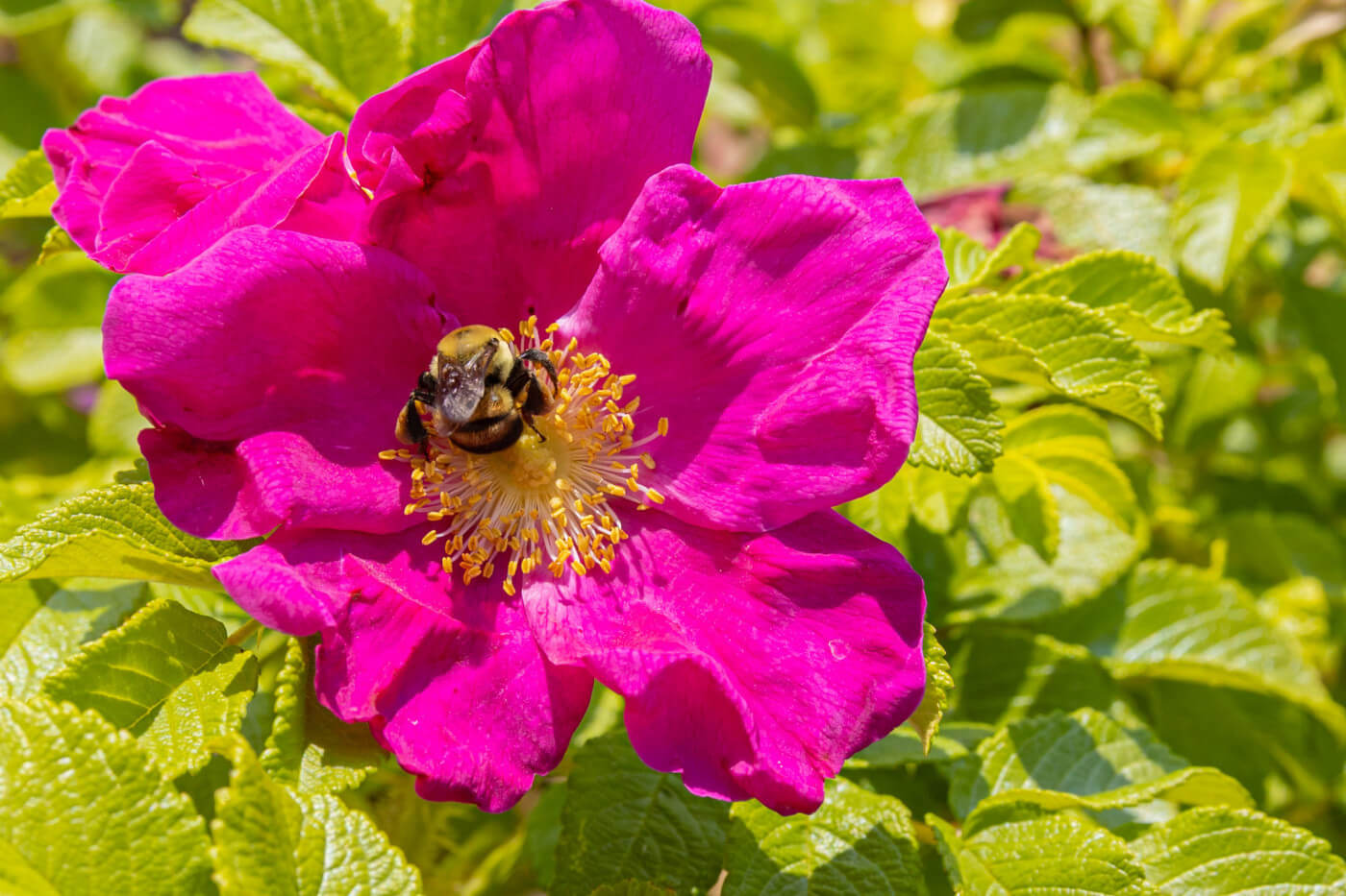 Rugosa Rose